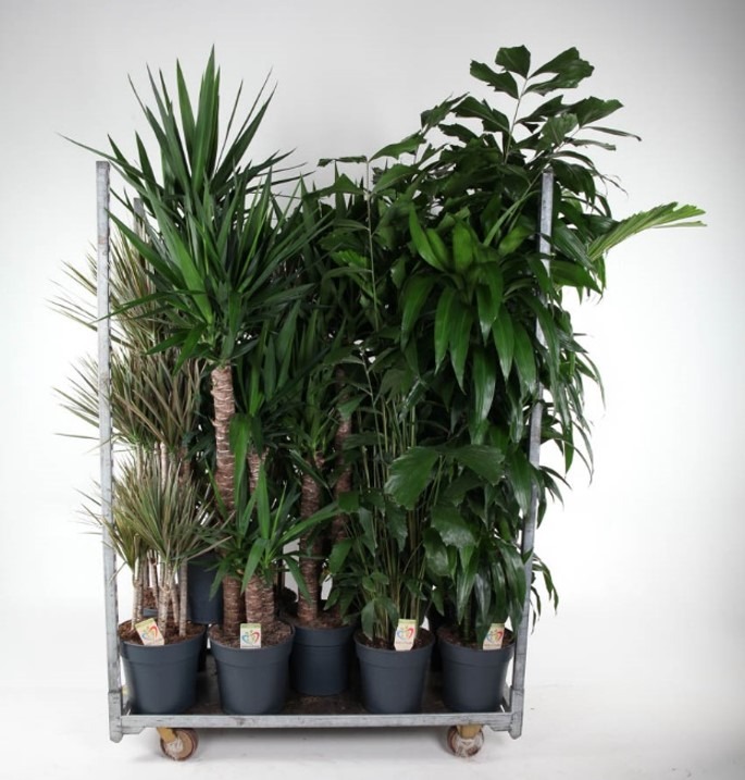 Picture of Trolley Deal 2024 Houseplants in varieties P31 (12 Ltr) height 150-180 cm F.O. (208)