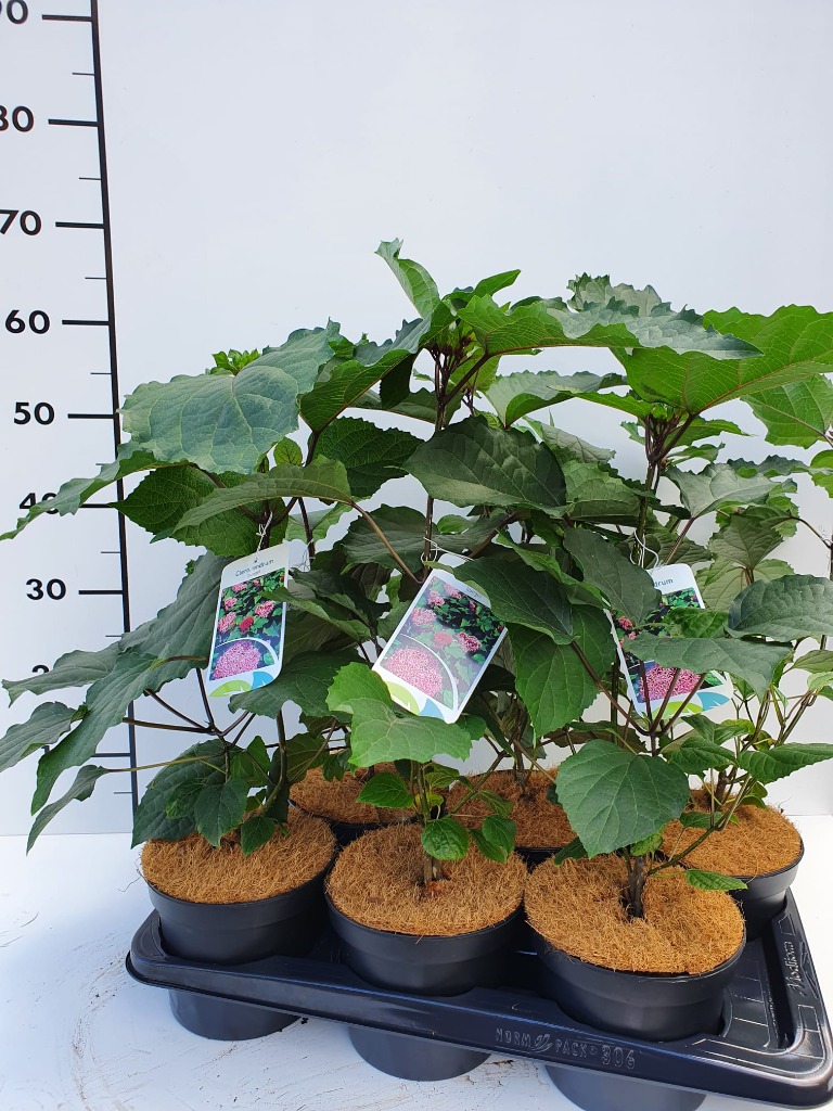 Picture of Clerodendrum bungei P17 (2 Ltr)