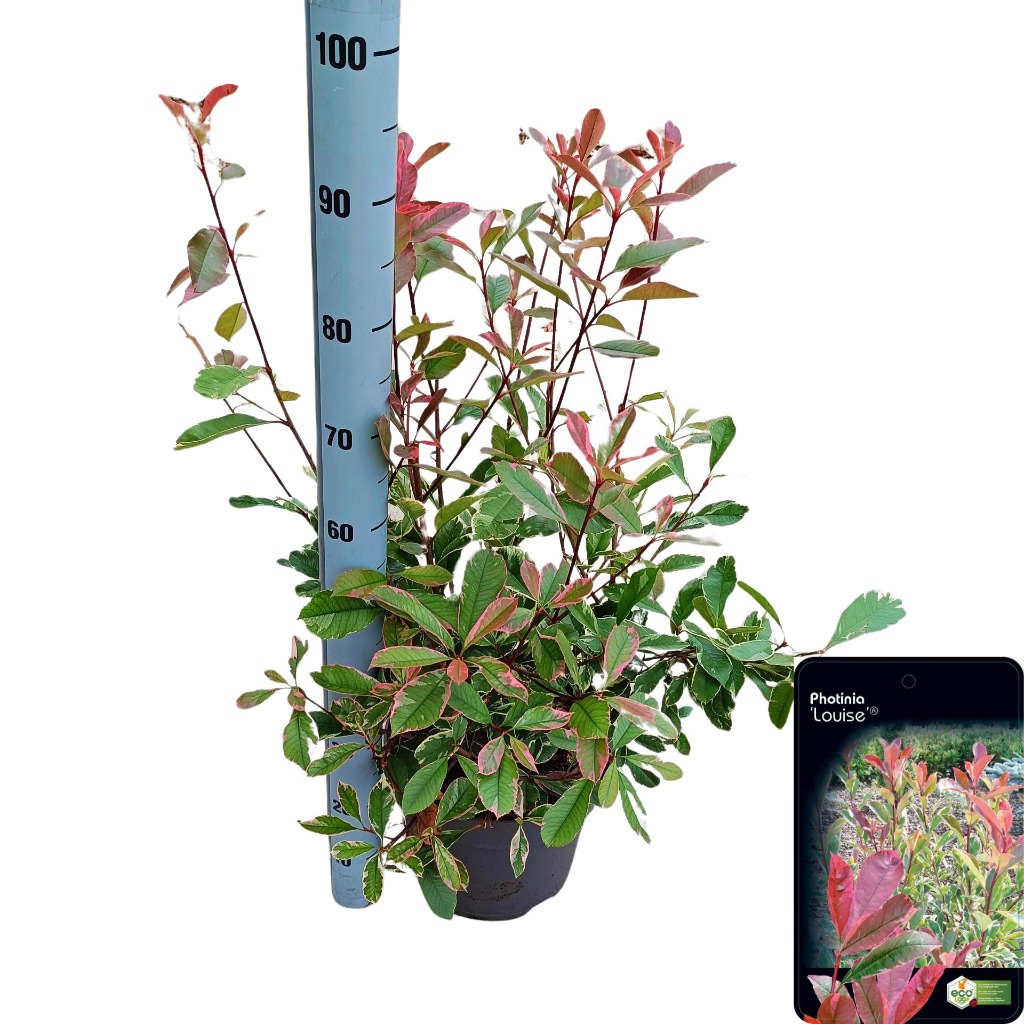 Picture of Photinia fras. Louise P29 (10 Ltr)