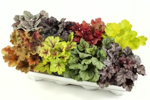 Picture of Heuchera meristem in varieties P12 15-CM