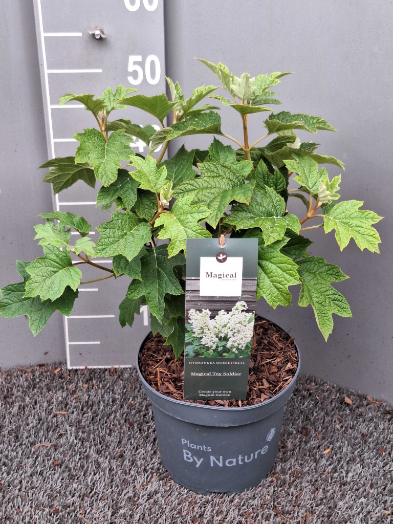 Hydrangea querc. Magical Toy Soldier