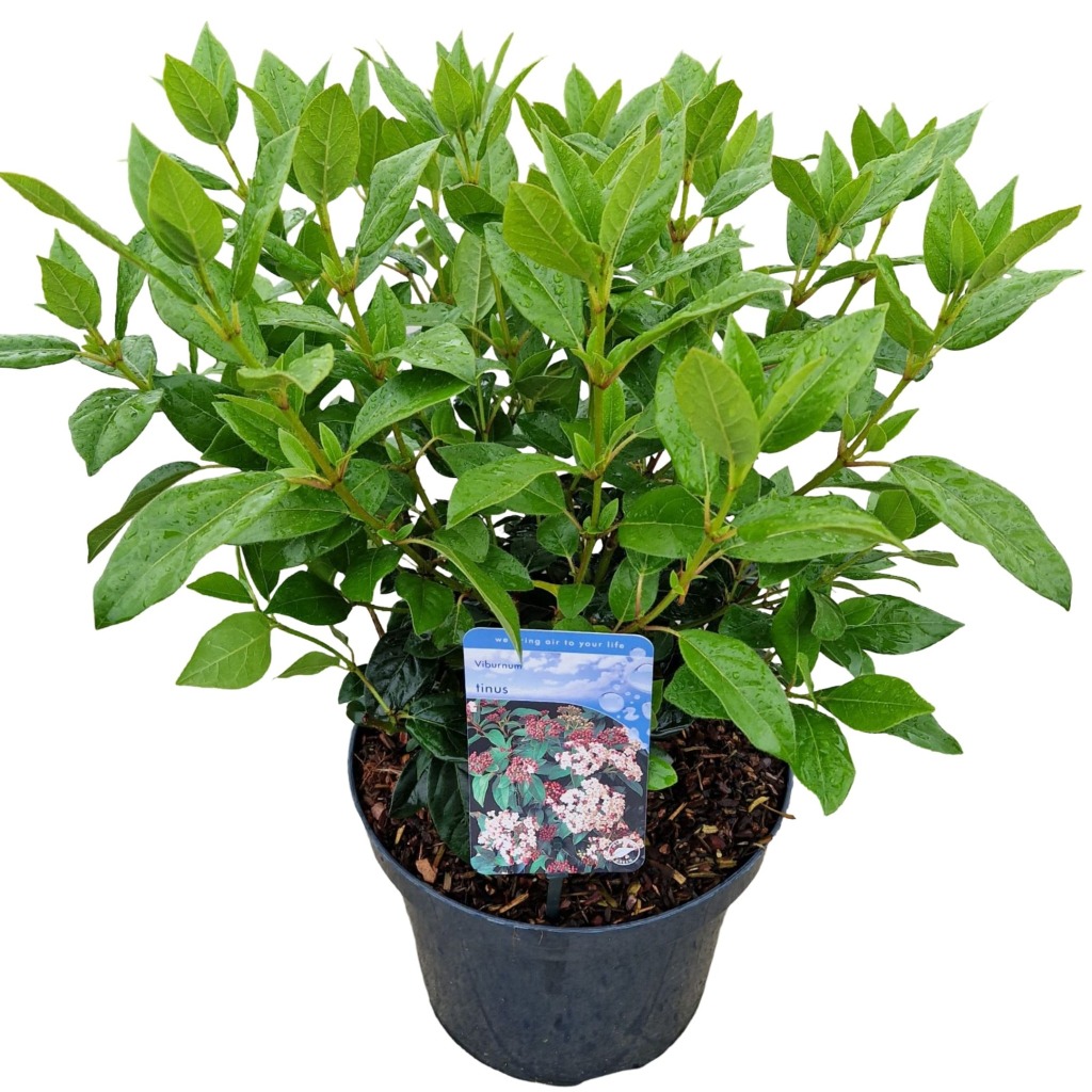 Picture of Viburnum tinus P26 (7.5 Ltr)