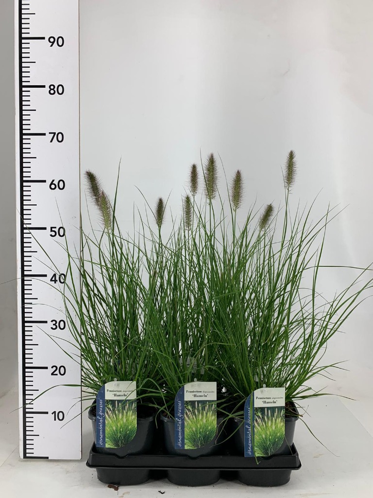 Picture of Pennisetum al. Hameln P17 (2 Ltr) Square