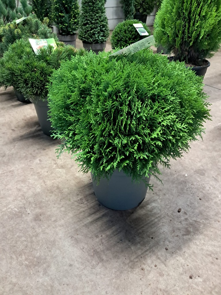 Picture of Thuja occ. Danica P32 (15 Ltr) 40/50CM