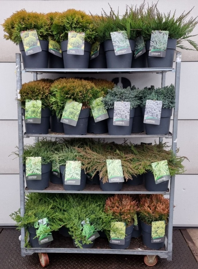 Picture of Conifers in varieties P29 (10 Ltr) 40-50CM