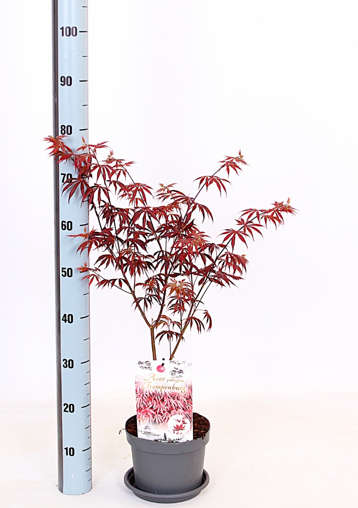 Acer pal. Trompenburg