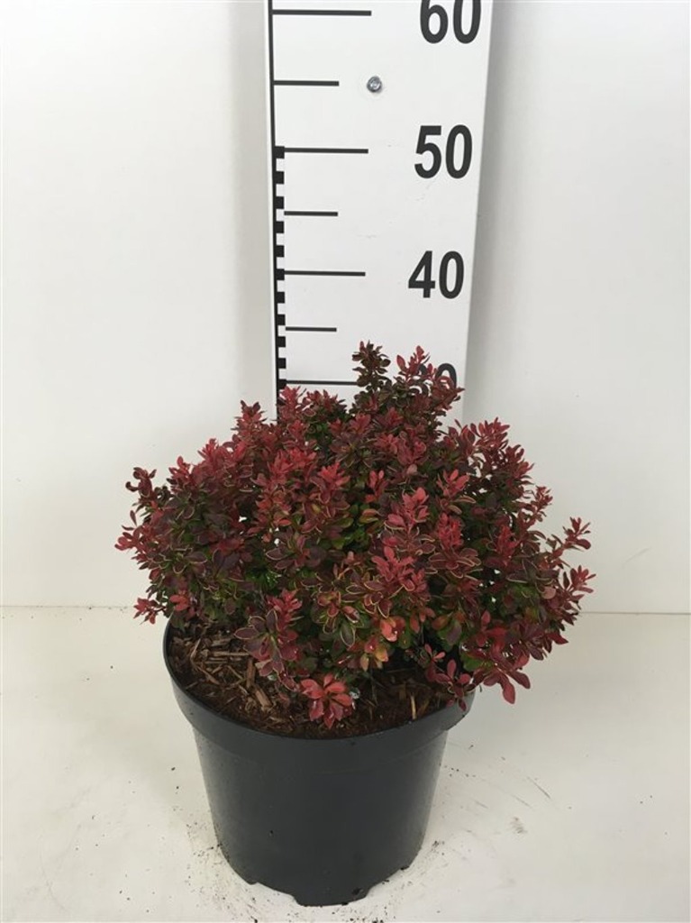 Berberis thu. Admiration