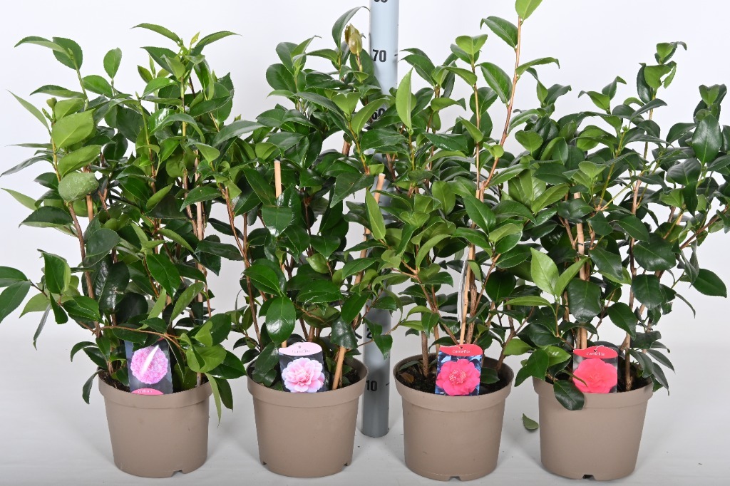 Picture of Trolley Deal 2024 Camellia japonica in varieties P21 (4 Ltr) F.O. (019)