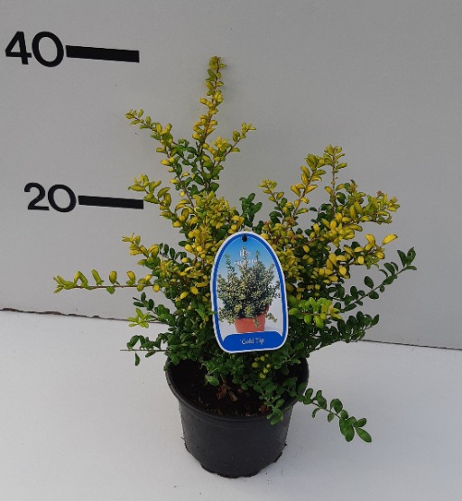 Picture of Ilex crenata Golden Tip P17 (2 Ltr)