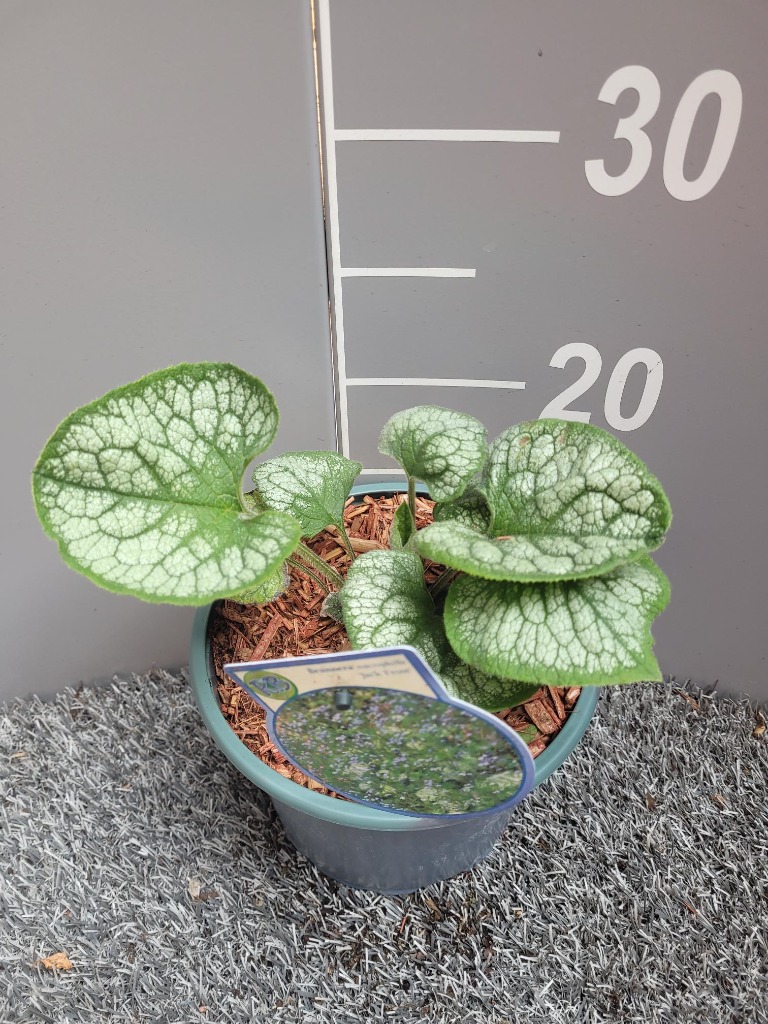 Afbeeldingen van Brunnera macr. Jack Frost P17 (2 Ltr)