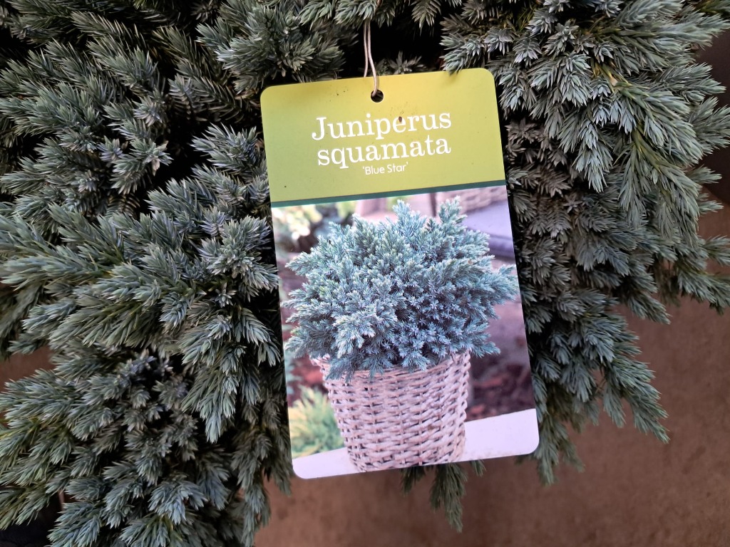 Picture of Juniperus sq. Blue Star P31-(12-LTR) 40/50CM