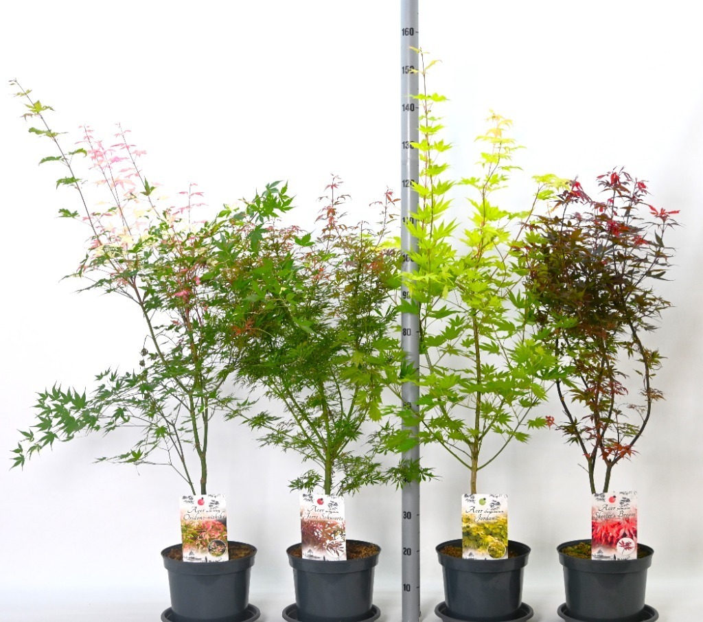 Bild von Trolley Deal 2025 Acer palm. in varieties bush P26 ( 7.5 Ltr)