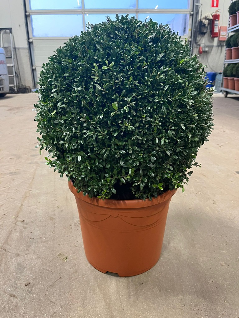 Picture of Ilex crenata Stokes P34-(18-LTR) BALL-45