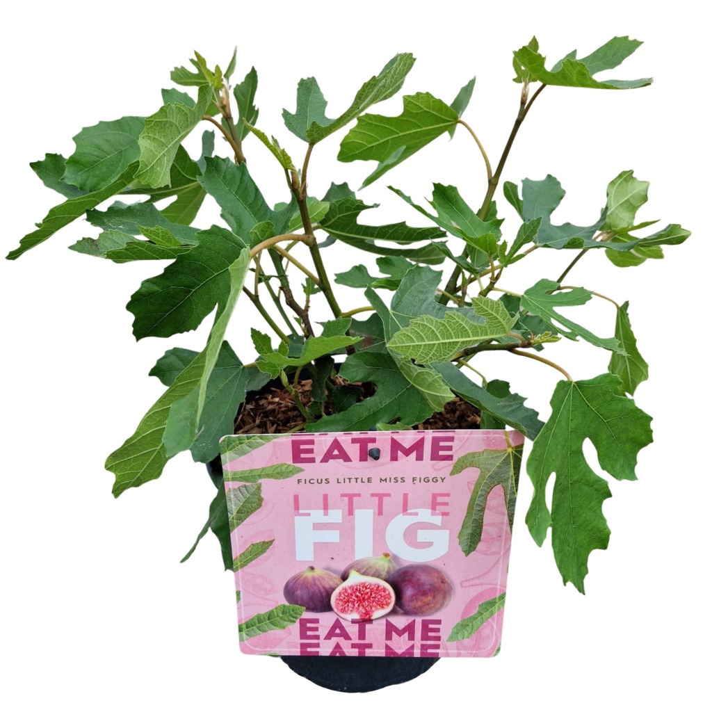 Picture of Ficus Little Miss Figgy P19 (3 Ltr)