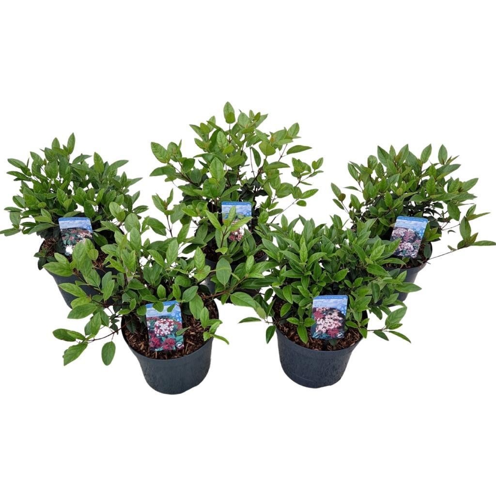 Picture of Viburnum tinus in 4 varieties P26 (7.5 Ltr)