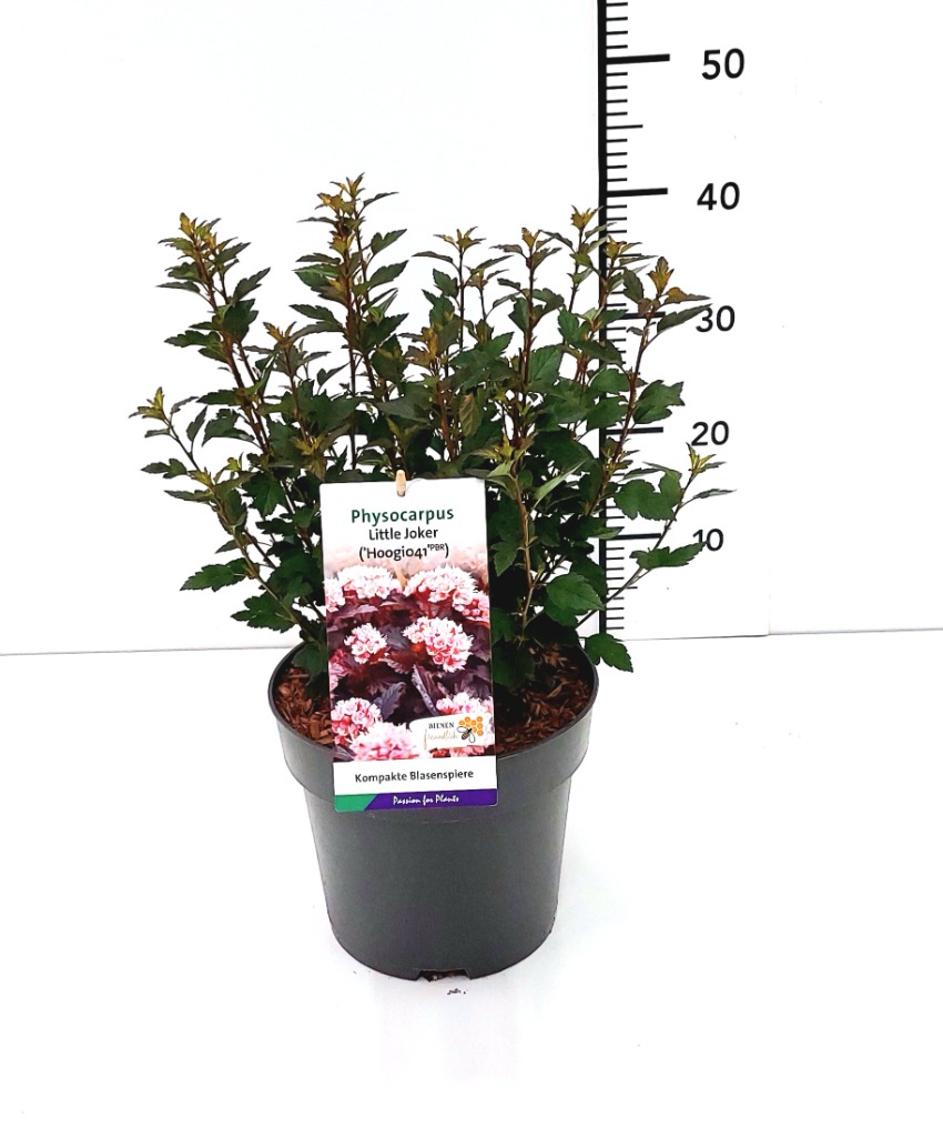 Picture of Physocarpus opulif. Purple Horizon P23 (5 Ltr) 50/60