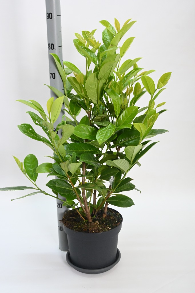 Picture of Prunus l. Rotundifolia P23 (5 Ltr) 70/80