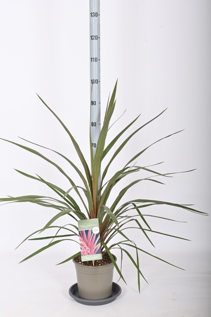 Picture of Cordyline australis Red Heart P21 (4 Ltr)