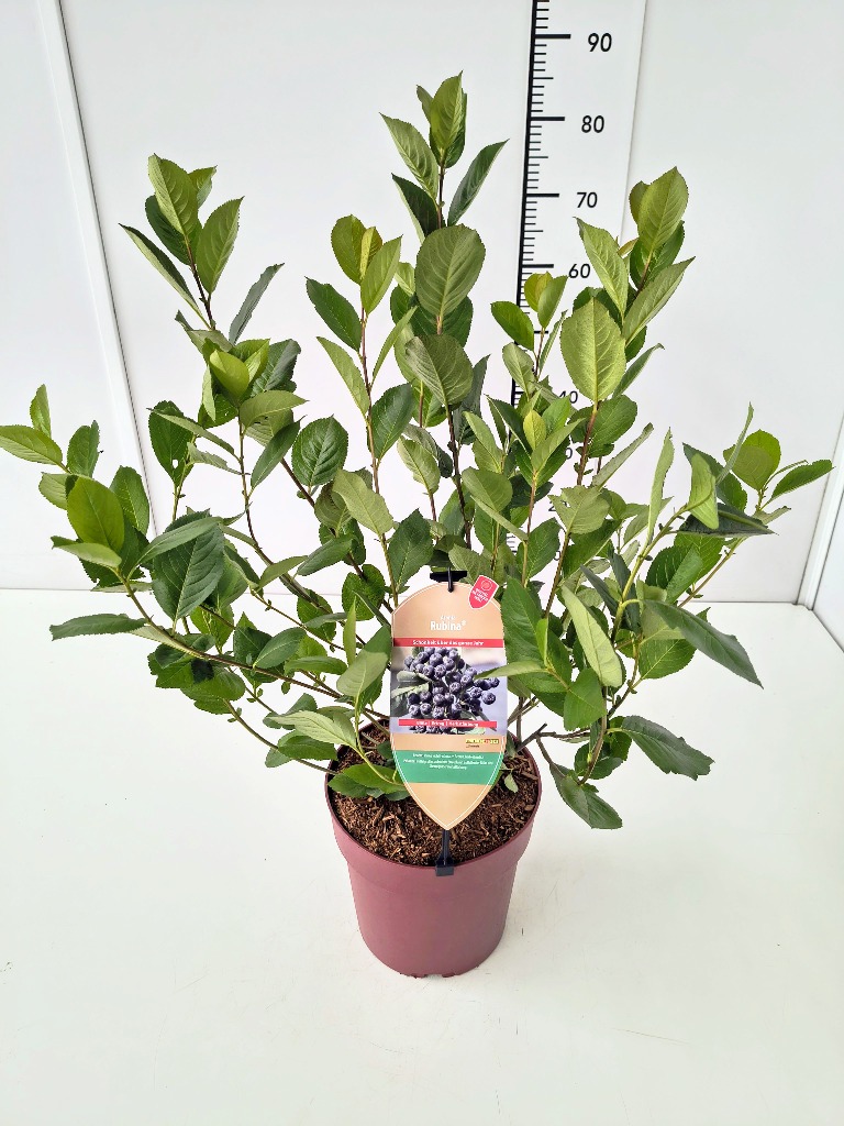 Picture of Aronia mel. Rubina P24 (6 Ltr)