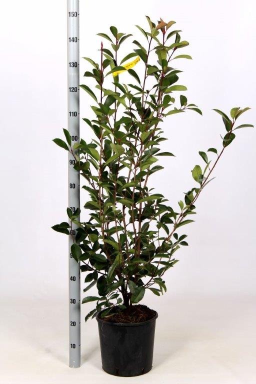 Picture of Photinia fraseri Red Robin C10 100/125