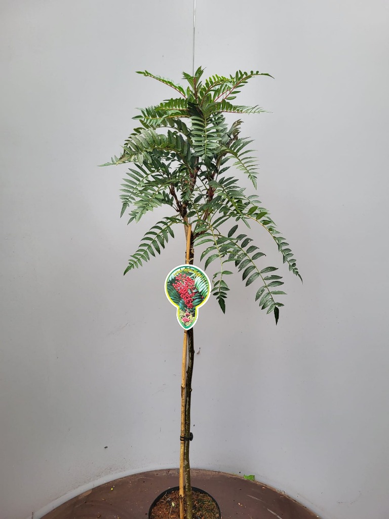 Sorbus auc. Purple Magic