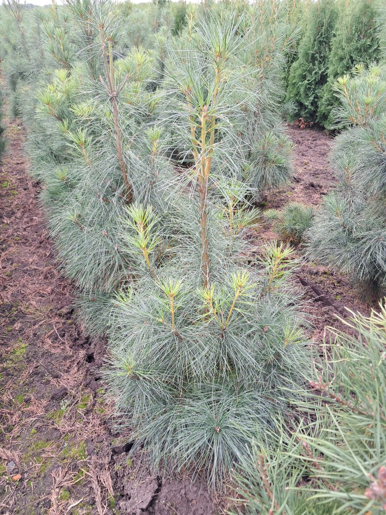 Picture of Pinus strobus ROOTBALL 80/100CM