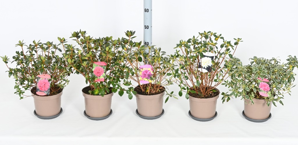 Picture of Trolley Deal 2024 Rhododendron japonica (Azalea japonica) in varieties P19 (3 Ltr) F.O (154)