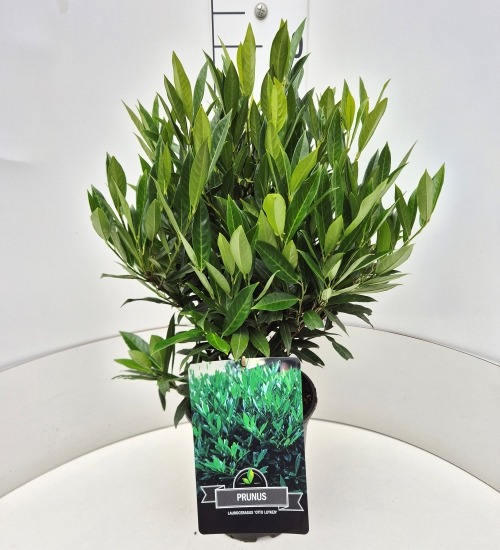 Picture of Prunus laur. Otto Luyken P24 (6 Ltr) 40/45CM