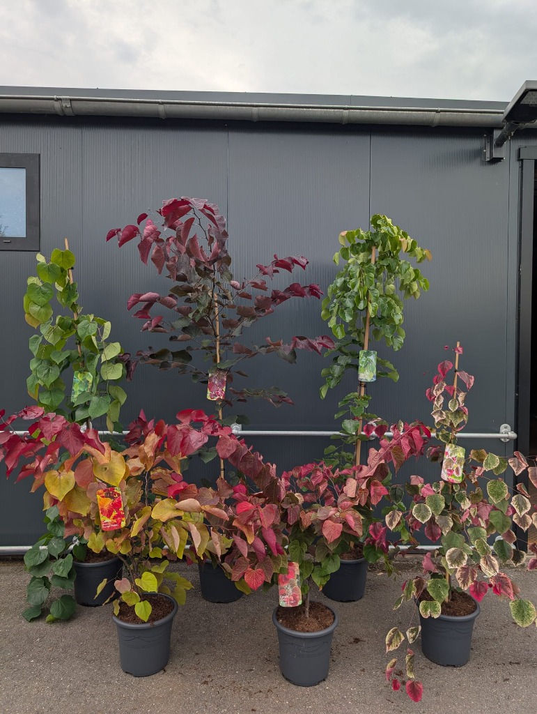 Picture of Trolley Deal 2025 Cercis in varieties & mixed sizes