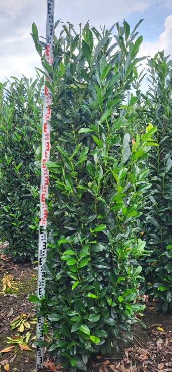 Picture of Prunus laur. Elly EXTRA ROOTBALL 200/225cm