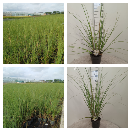 Bild von Trolley Deal 2025 Cortaderia in varieties P23 (5-Ltr)