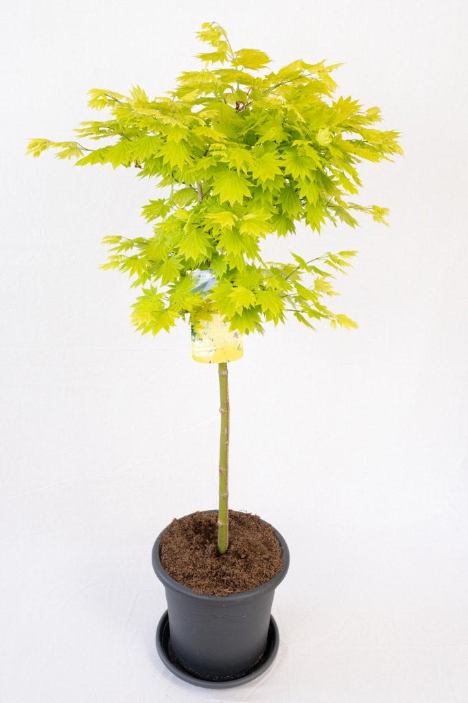 Acer shir. Aureum