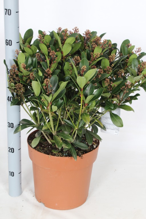 Picture of Skimmia japonica Rubella P29 20/FLOWER