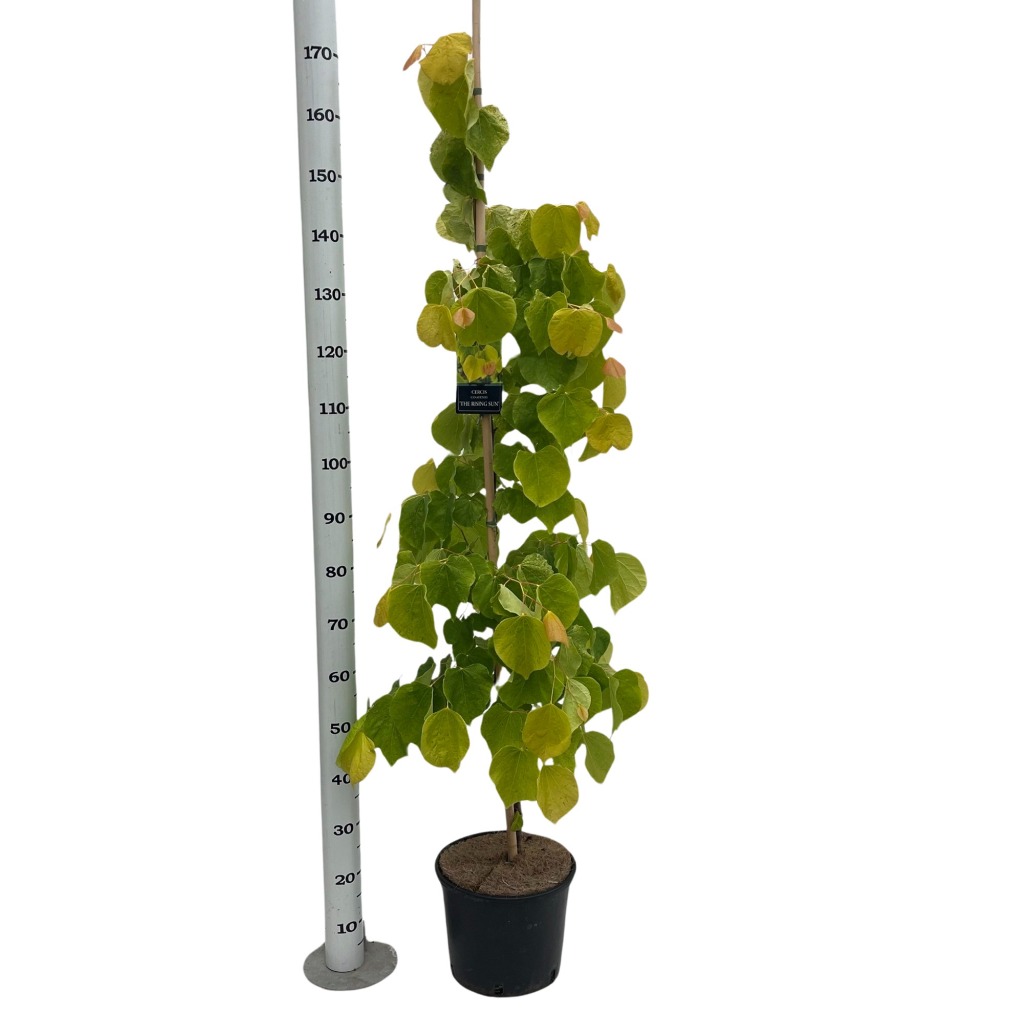 Cercis can. Rising Sun