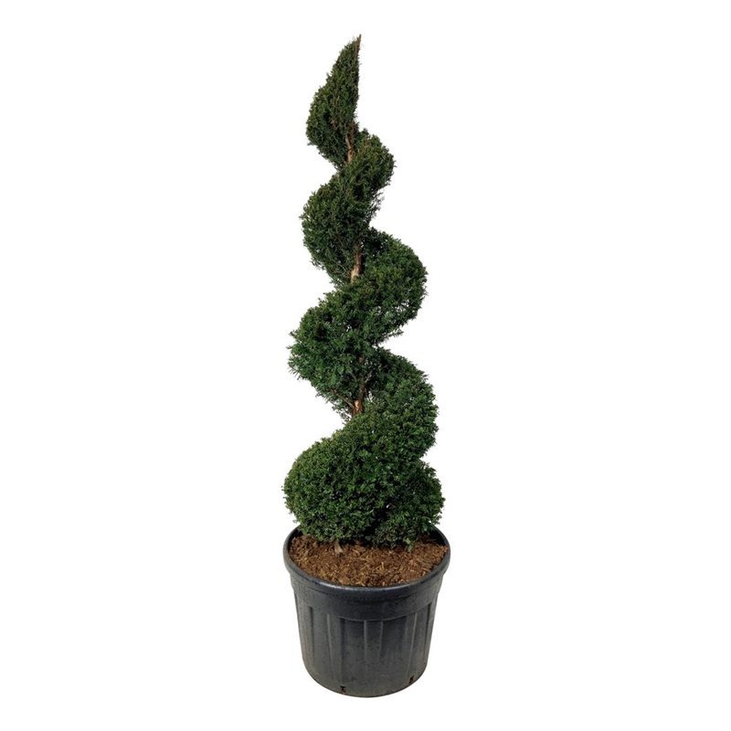 Picture of Taxus baccata C130 180/200-SPIRAL