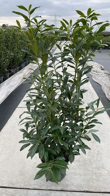 Prunus laur. Caucasica