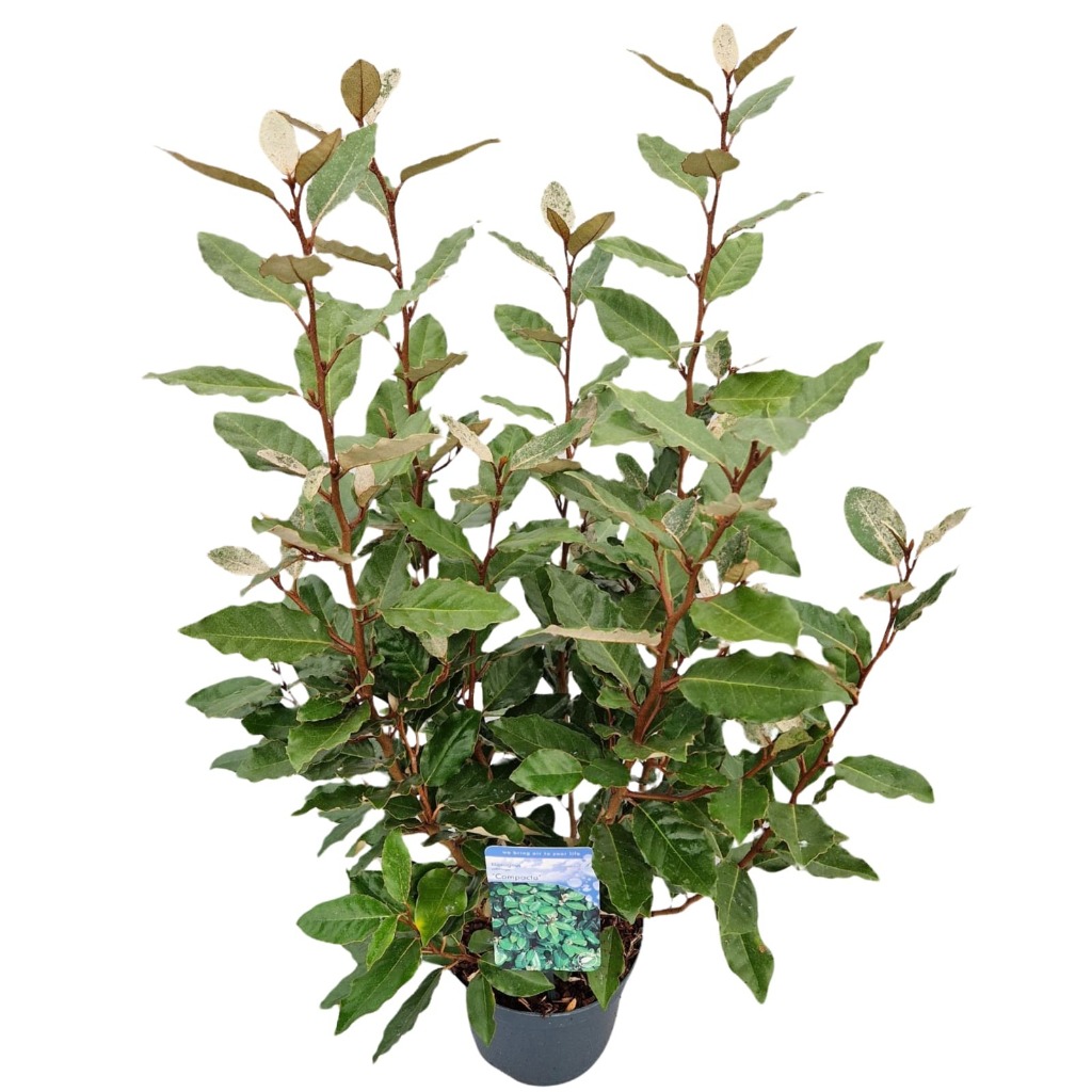 Picture of Elaeagnus ebb. Compact P19 (3 Ltr)