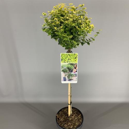 Picture of Euonymus for. Emerald 'n Gold P19 (3 Ltr) 50/STD