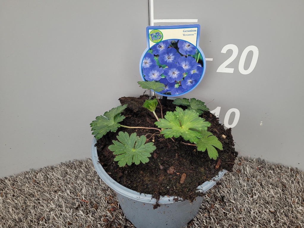 Picture of Geranium Rozanne P17 (2 Ltr)