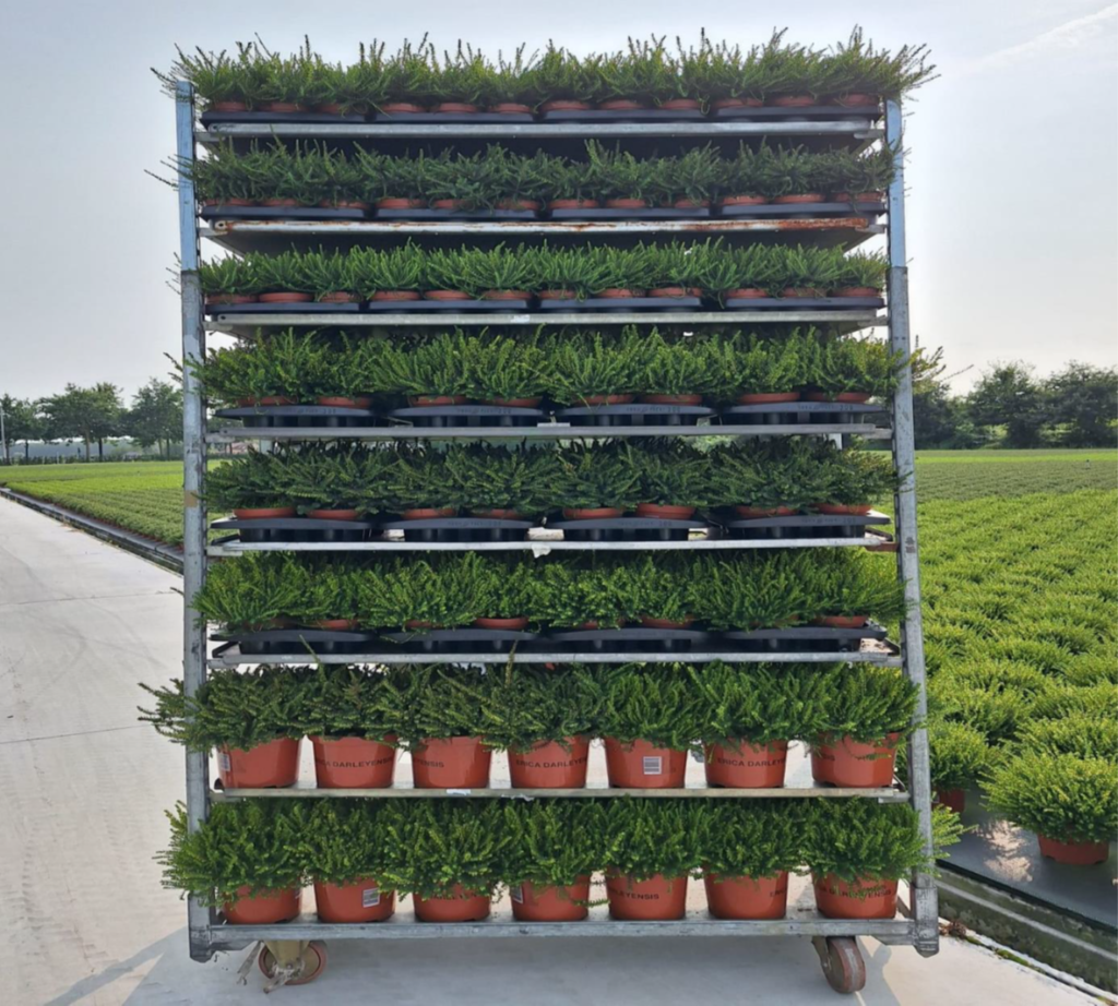 Picture of Trolley Deal 2025 Erica Darleyensis in mixed sizes