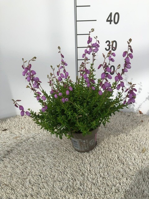 Picture of Daboecia Irish Princess Violet P11 30-CM