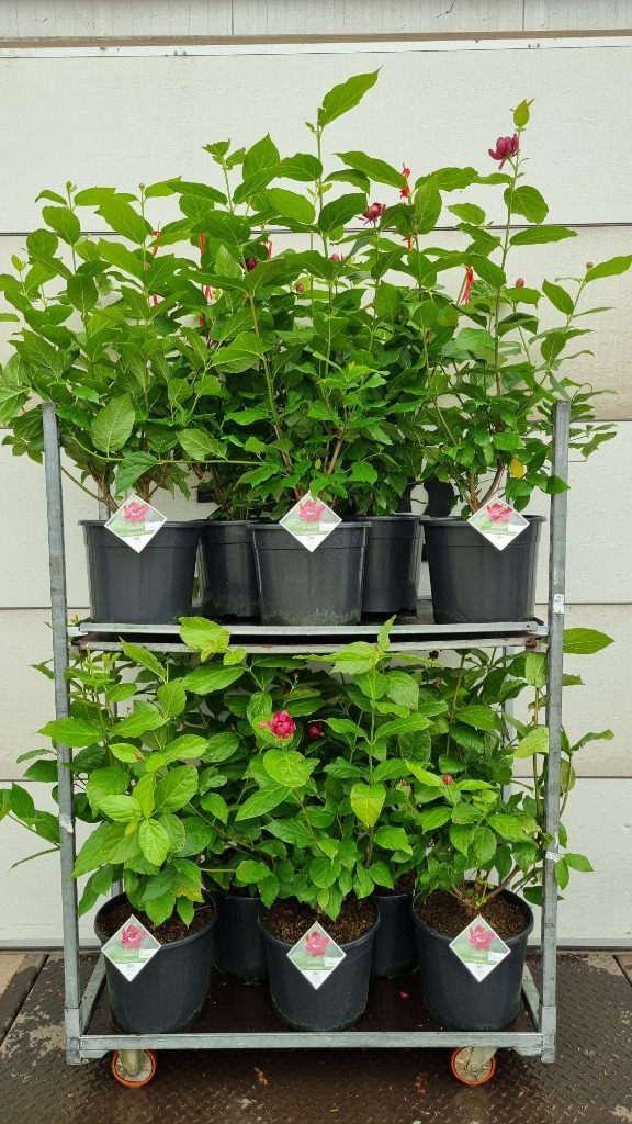 Picture of Trolley Deal 2024 Calycanthus P36 (20 Ltr) J7