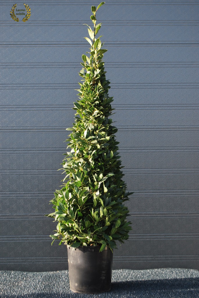 Picture of Laurus nobilis P30 (12 Ltr) Pyramids 180/cm incl pot