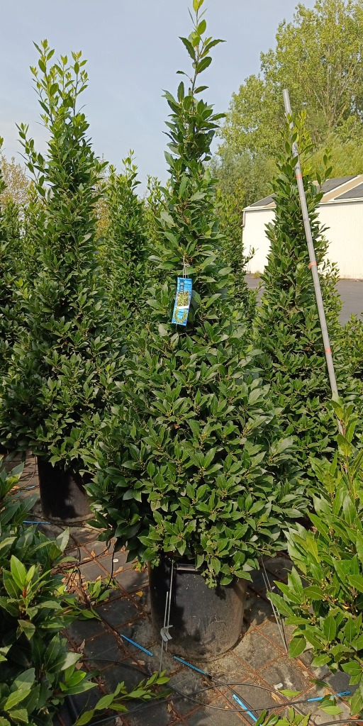Laurus Nobilis