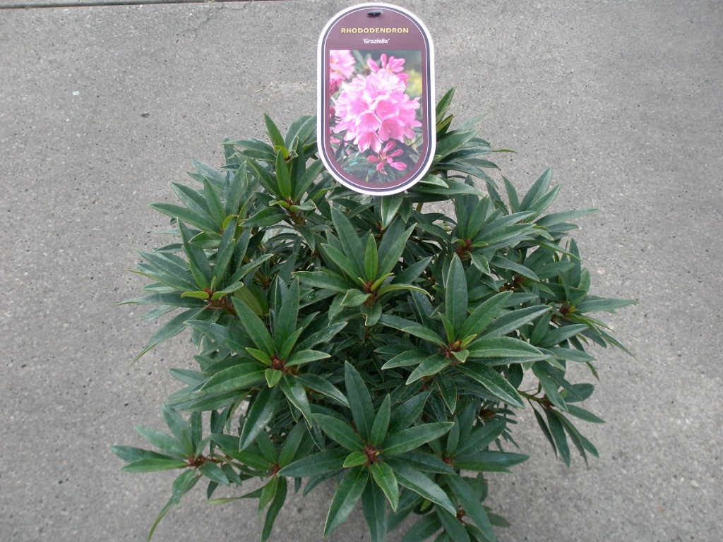 Picture of Rhododendron hybride Grazeasy dark Graziella p23 P23 (5 Ltr)