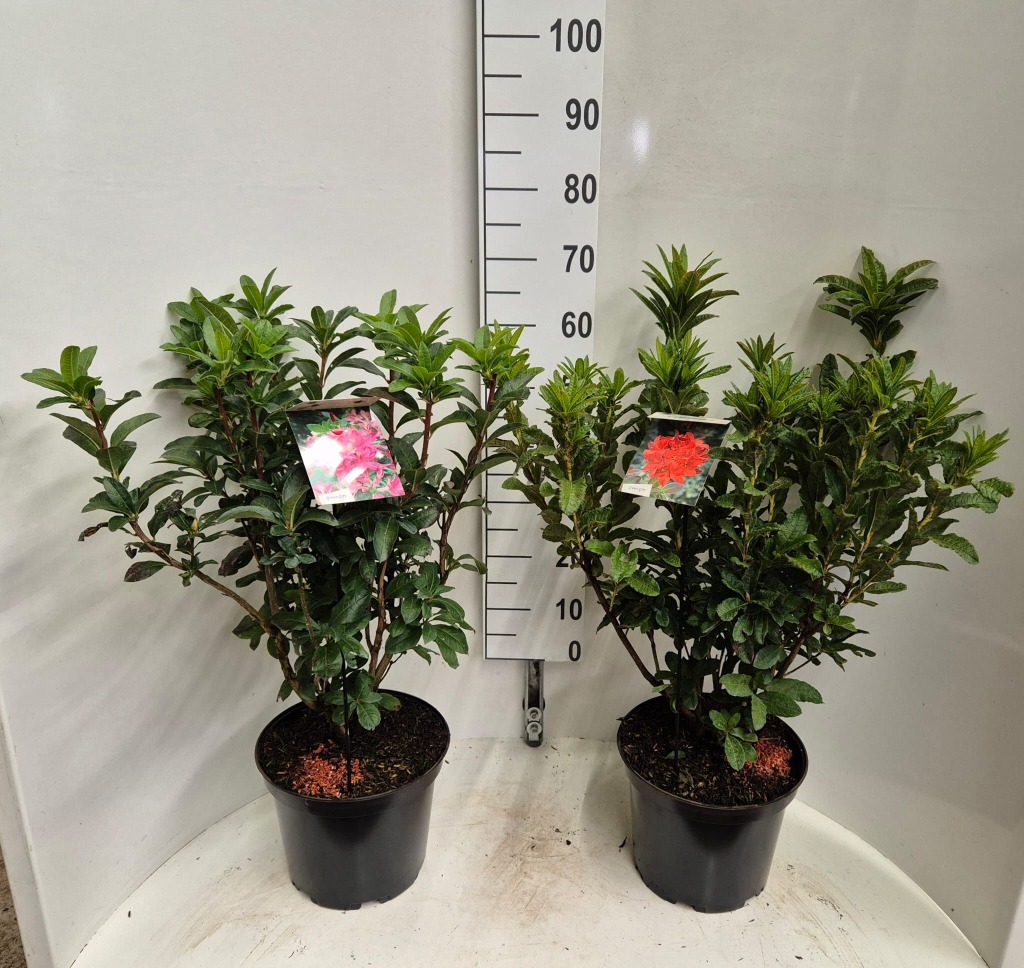 Picture of Rhododendron mollis Knaphill in varieties P29 (10 Ltr) 40/60CM