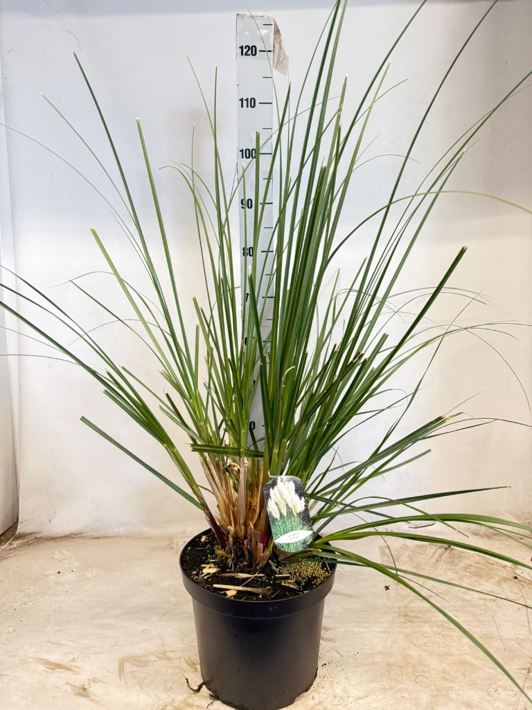 Cortaderia selloana