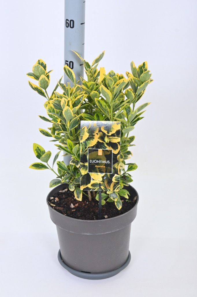 Picture of Euonymus jap. Marieke P23 (5 Ltr)