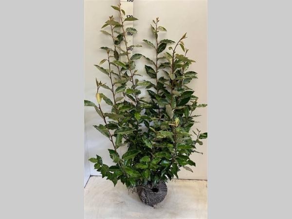 Picture of Elaeagnus Ebbingei ROOTBALL 100/120CM