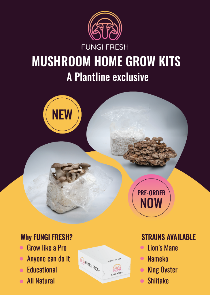 Picture of Mushrooms Nameko XXL ( delivery in oktober) Fungi Fresh 2,3-2,5 kg